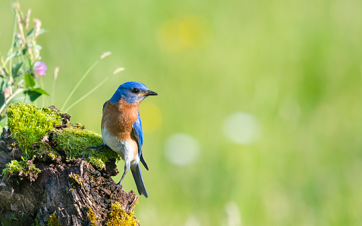 Masters Biodiversity in Ireland