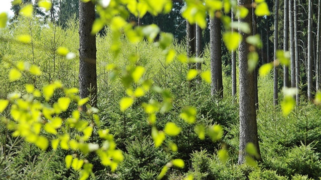 Plant Biology in Ireland